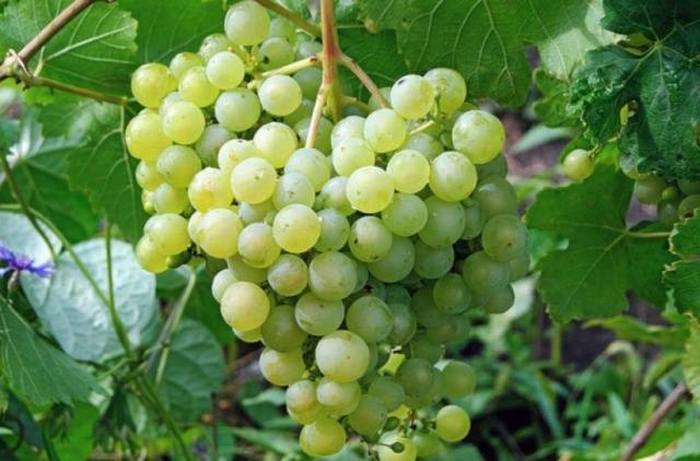 Лучшие, сладкие сорта винограда для Подмосковья с описанием и характеристикой