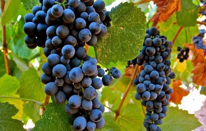 Сорта темного винограда: названия, описание и характеристика