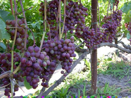 Технология выращивания винограда в теплице: инструкция как построить и оборудовать парник, выбор сорта, посадка и уход