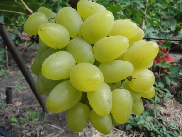 Технология выращивания винограда в теплице: инструкция как построить и оборудовать парник, выбор сорта, посадка и уход
