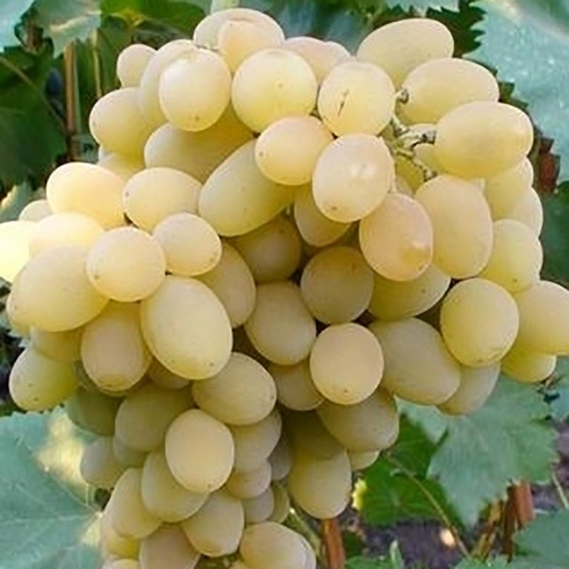 Сорт белого столового винограда Августин