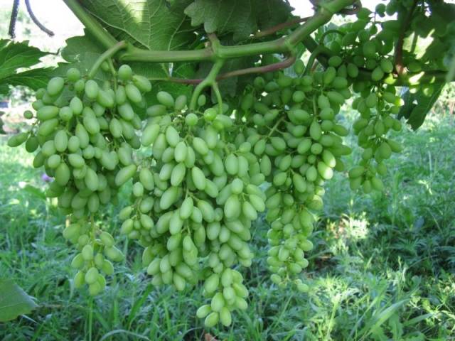 Виноград Столетие: описание сорта и особенности выращивания