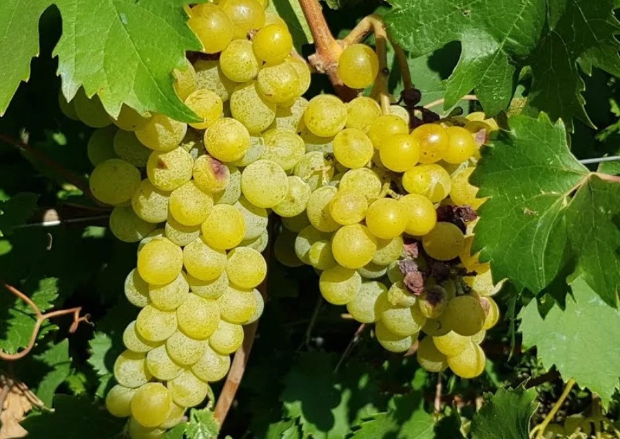 ТОП 10 сортов винограда для Подмосковья