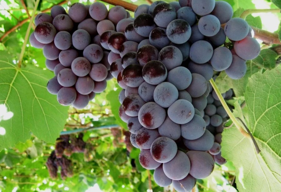 ТОП 10 сортов винограда для Подмосковья