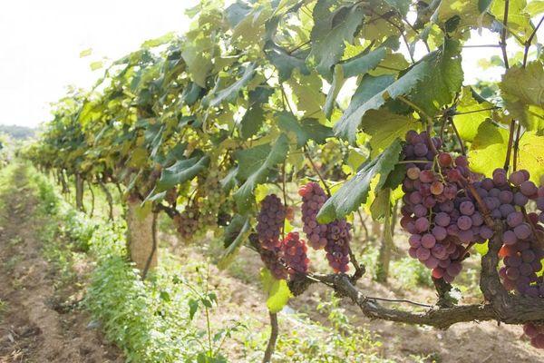 виноград в Поволжье