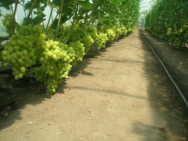 виноград в теплице