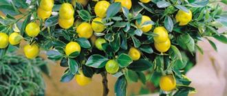 Лимонная водка - Саженцы и черенки винограда с доставкой купить