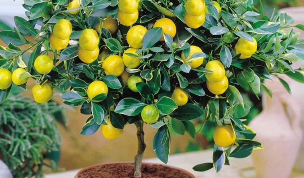 Лимонная водка - Саженцы и черенки винограда с доставкой купить