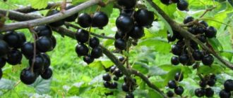 Черная смородина - Саженцы и черенки винограда с доставкой купить