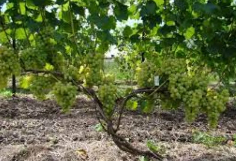 Технические-винные сорта - Саженцы и черенки винограда с доставкой купить