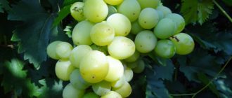 Агрус - Саженцы и черенки винограда с доставкой купить