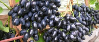 Надежда АЗОС - Саженцы и черенки винограда с доставкой купить