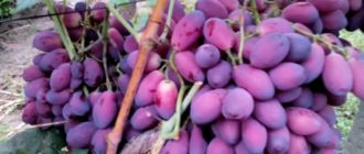 Столовые сорта - Саженцы и черенки винограда с доставкой купить