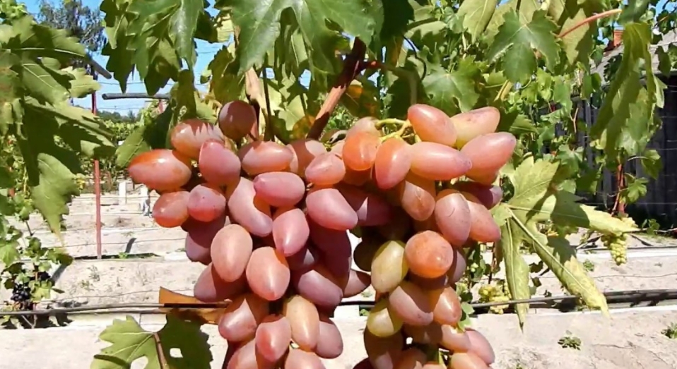 Столовые сорта - Саженцы и черенки винограда с доставкой купить
