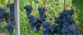 Северный триумф - Саженцы и черенки винограда с доставкой купить
