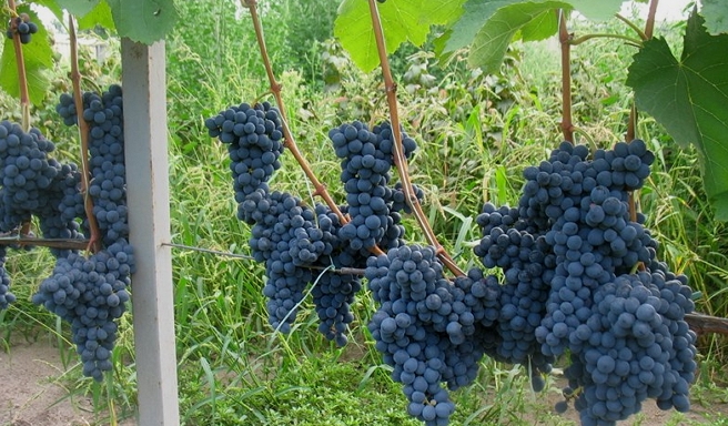 Северный триумф - Саженцы и черенки винограда с доставкой купить