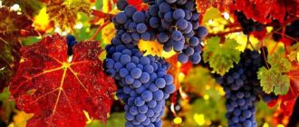 Северный Плечистик - Саженцы и черенки винограда с доставкой купить