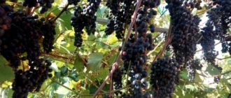 Северный сладкий - Саженцы и черенки винограда с доставкой купить