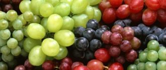 07. Июль - Саженцы и черенки винограда с доставкой купить