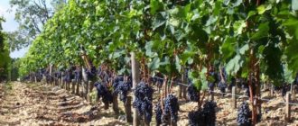 Саперави северный  - Саженцы и черенки винограда с доставкой купить