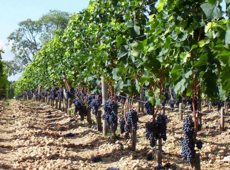 Саперави северный  - Саженцы и черенки винограда с доставкой купить