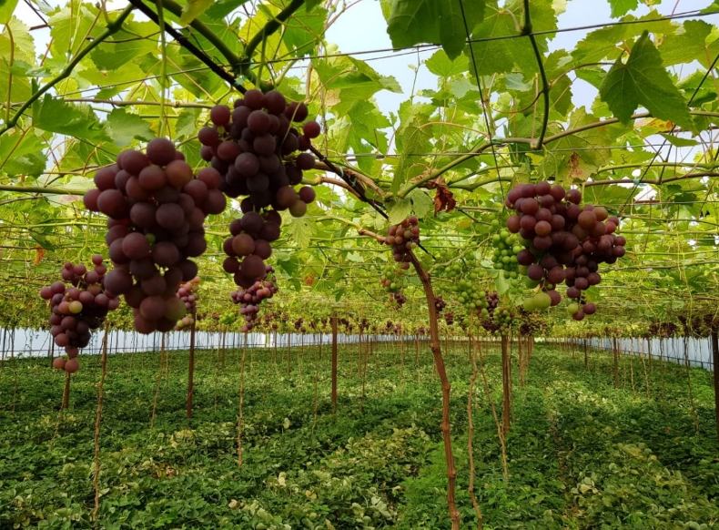 Ла Креснт - Саженцы и черенки винограда с доставкой купить