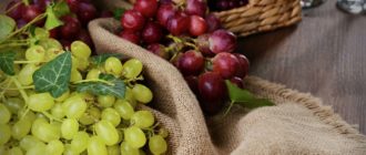 Аристократ - Саженцы и черенки винограда с доставкой купить