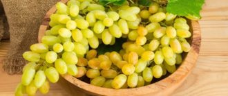Алекса (VI-3-3-8) - Саженцы и черенки винограда с доставкой купить