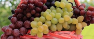 OV-6-пк (Белое чудо, Песня, Восторг оригинальный) - Саженцы и черенки винограда с доставкой купить