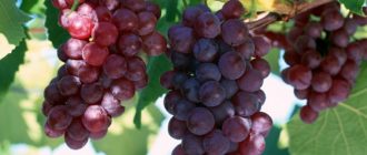 Кишмиш красный - Саженцы и черенки винограда с доставкой купить