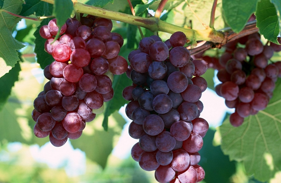 Кишмиш красный - Саженцы и черенки винограда с доставкой купить