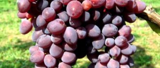 Кишмиш розовый - Саженцы и черенки винограда с доставкой купить