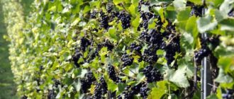 Сето гигант - Саженцы и черенки винограда с доставкой купить