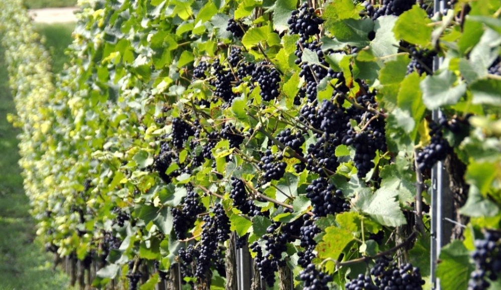 Сето гигант - Саженцы и черенки винограда с доставкой купить