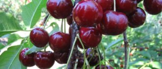 Чудо-вишня - Саженцы и черенки винограда с доставкой купить