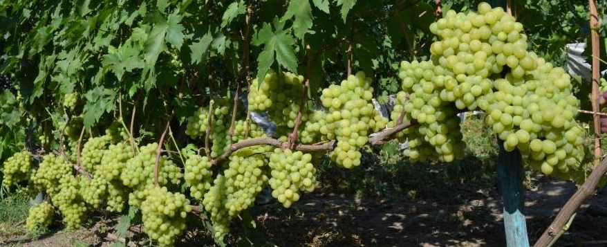Технические-винные сорта - Саженцы и черенки винограда с доставкой купить