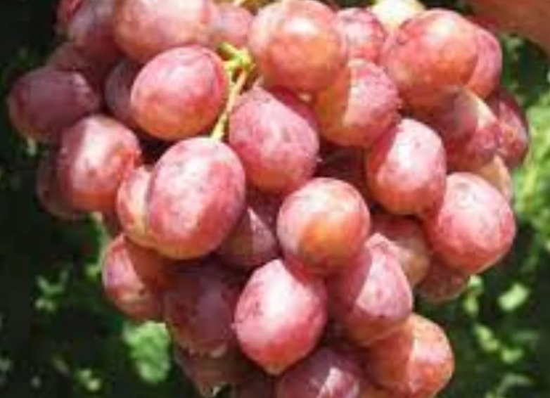 Мерло - Саженцы и черенки винограда с доставкой купить