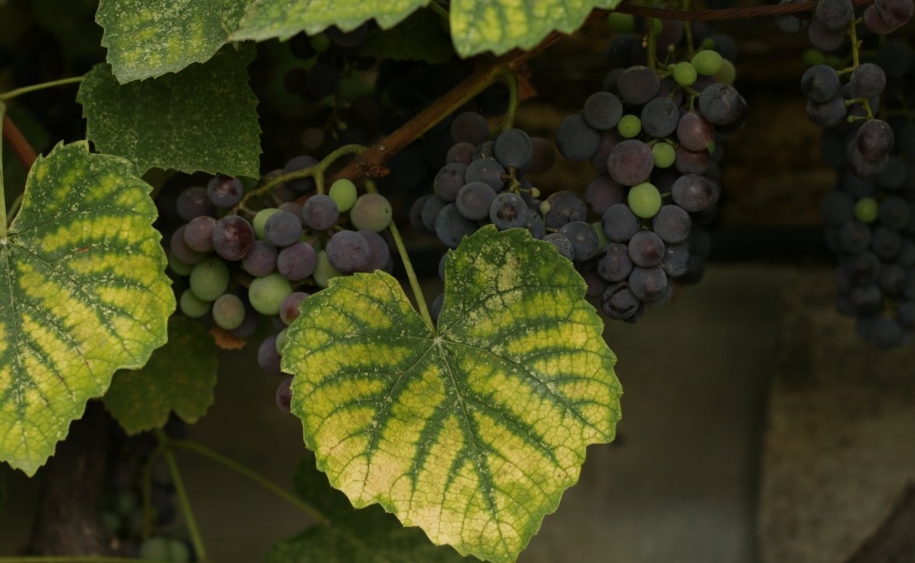 Весенняя лихорадка винограда