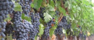 Развитие виноделия в Болгарии