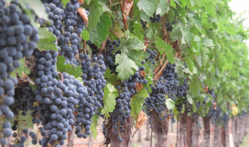Развитие виноделия в Болгарии