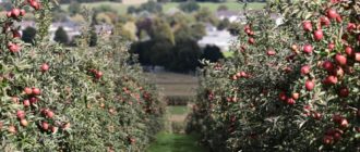 Правила посадки яблони осенью и зимой