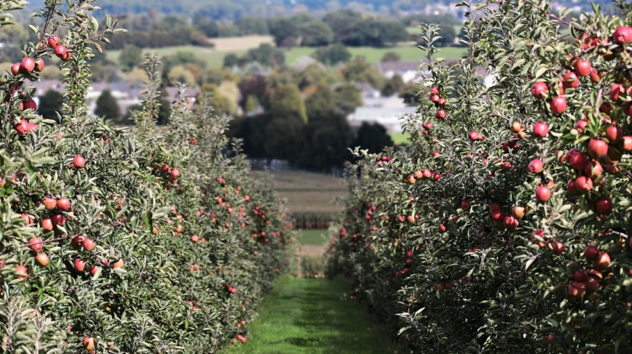 Правила посадки яблони осенью и зимой