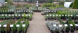 Питомник растений: как выбрать, ухаживать и создавать живой сад мечты