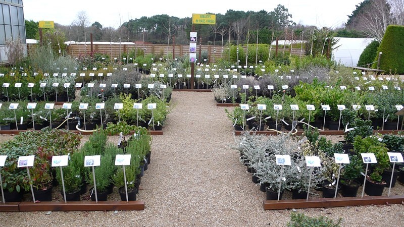 Питомник растений: как выбрать, ухаживать и создавать живой сад мечты