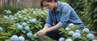 Саженцы гортензии для московского региона